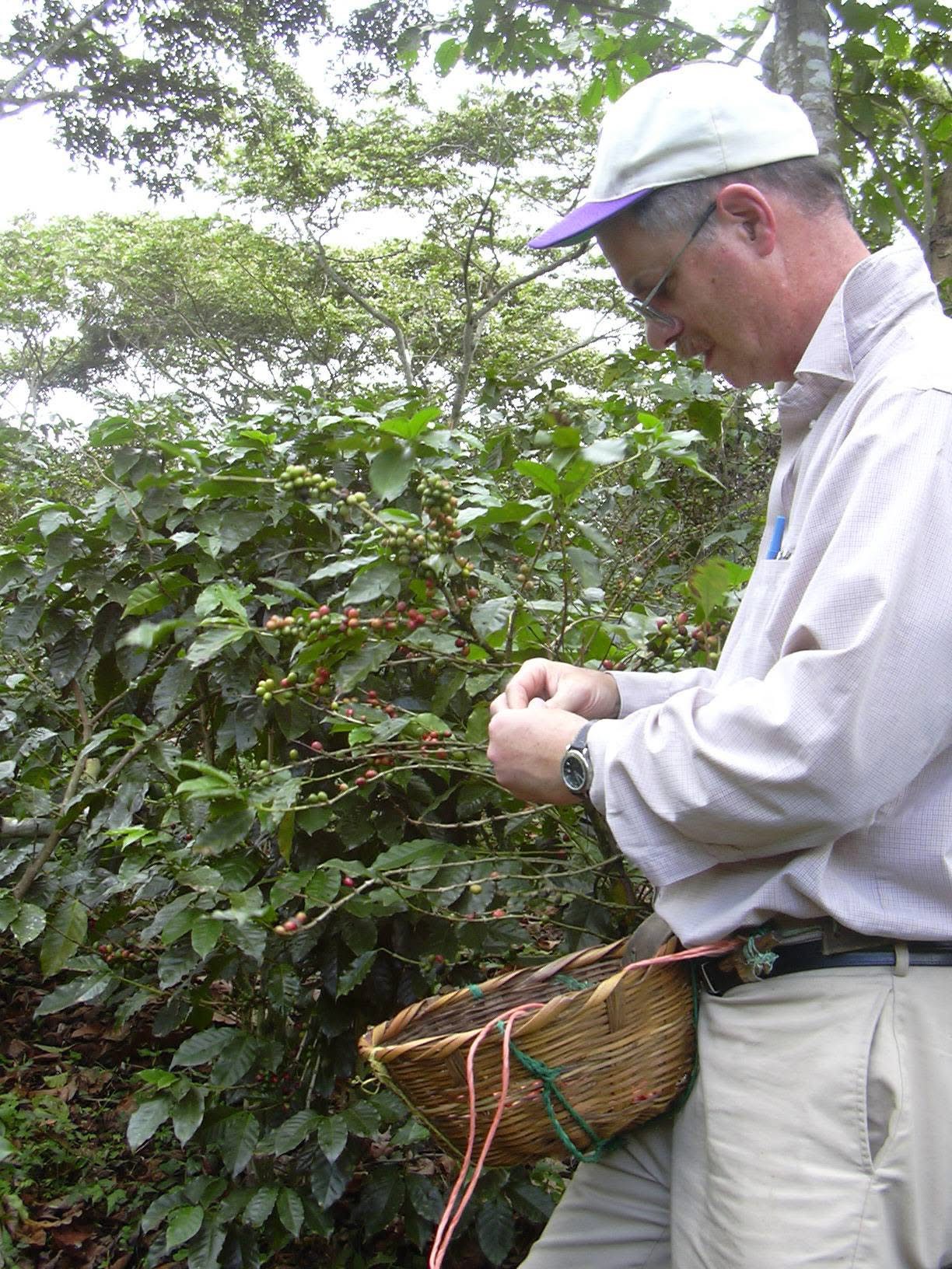 Examining coffee plants